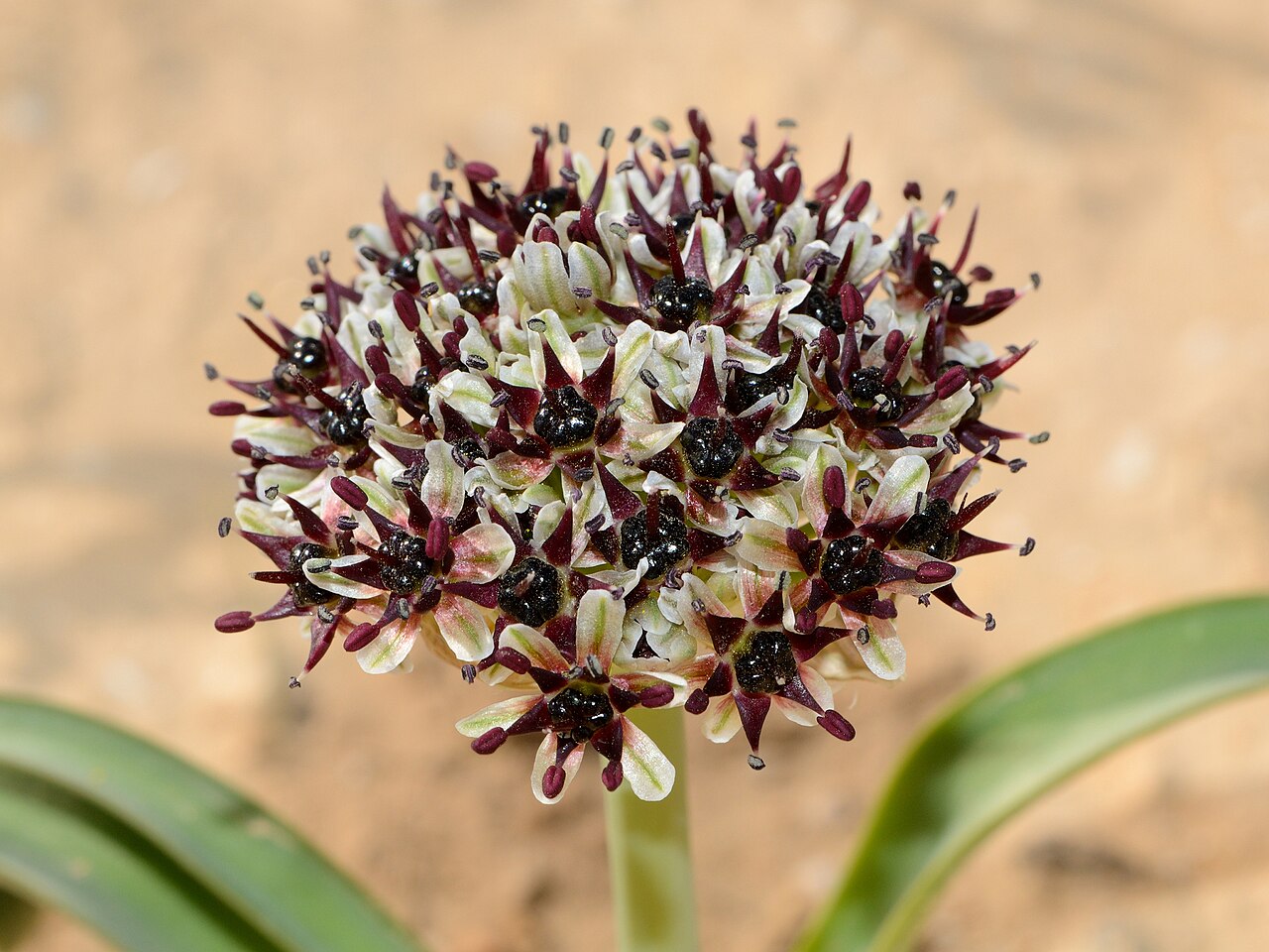 An allium flower head