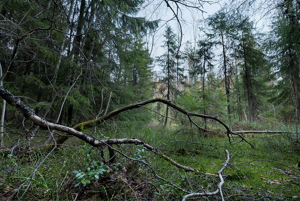 A swamp forest with fallen birches